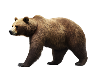 a brown bear with white background