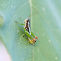Saltamontes