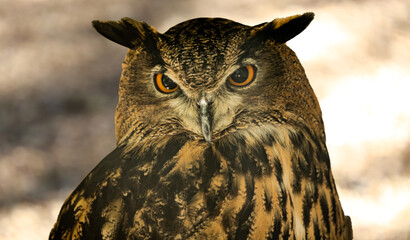 great horned owl