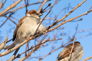 House sparrow sits on a branch during the winter cold. Passer domesticus, sparrow family Passeridae. Male bird