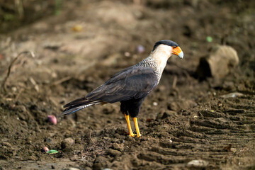 crested caracara on the ground looking for food