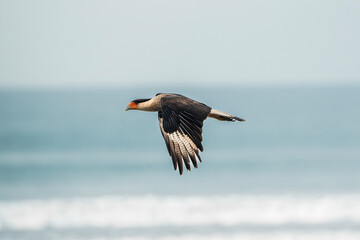 crested caracara bird flying animal nature Costa Rica