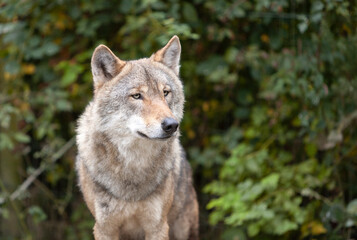 Adult Grey Wolf Canis Lupus in the autumn forest natural habitat environment, Wild Ireland