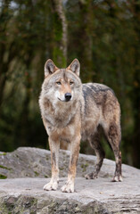 Fototapeta premium Adult Grey Wolf Canis Lupus in the autumn forest natural habitat environment, Wild Ireland