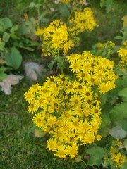 yellow flowers in the garden