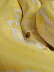 The reticulated python (Malayopython reticulatus) yellow non-venomous constrictor snake