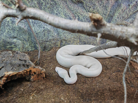 The ball python (Python regius), also called the royal python white non-venomous constrictor snake