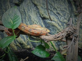 Corallus hortulana, Corallus hortulanus, the Amazon tree boa