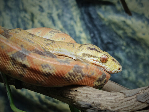 Corallus hortulana, Corallus hortulanus, the Amazon tree boa