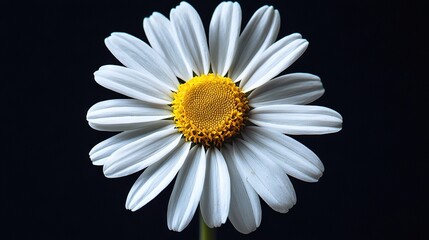   White flower centered on black background with a yellow center