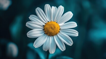 Fototapeta premium A white flower with a yellow center sits on a green carpet amidst a sea of blue
