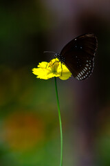 Common Crow Butterfly (Euploea core) in open fields and forests, commonly found in Asia and Australia