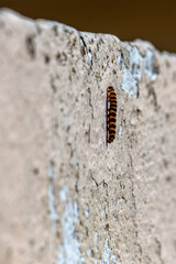 Caterpillar of Cinnabar Moth (Tyria jacobaeae) in grasslands, commonly found in Europe and Asia.