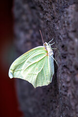 Cloudless Sulphur Butterfly (Phoebis sennae) in open fields, commonly found in the Americas