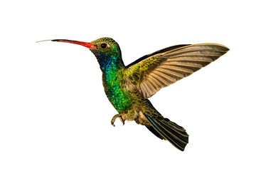 Broad-Billed Hummingbird (Cynanthus latirostris) Photo, in Flight, With Tongue Extended, on a Transparent Isolated PNG Background