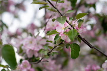 Apple or Cherry Tree Blossom Close-up Like Sakura
