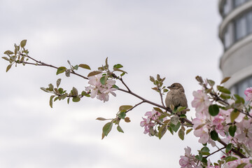 Sparrow sitting on a branch of a blossoming apple tree or cherry sakura.