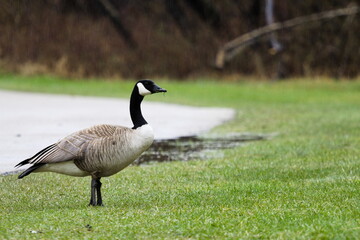 Proud Canada Goose on a Rainy Day