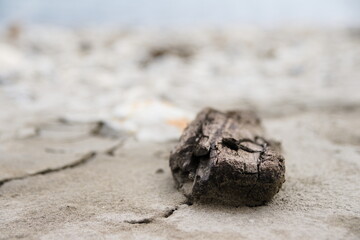 driftwood on the shore