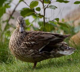 Duck near the lakeside