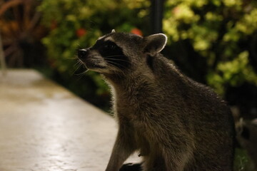 Antsy Raccoon