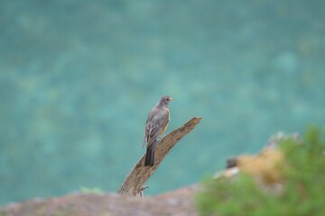 Robin looking out over the water