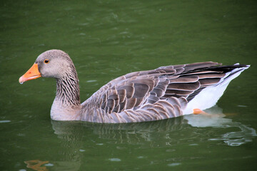 A view of a Greylag Goose in the water