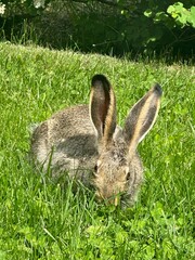 Bunny in the grass