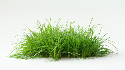 Naklejka premium Na białym tle widać gęstą, soczystą zieleń wiosennej trawy, która zdaje się być pokryta kroplami rosy.