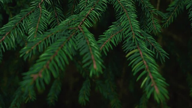 Close up evergreen needles of spruce tree branches on dark blurred backdrop. Panning of fir twigs. Green bokeh botanical background video 4K. Coniferous forest flora. Pure nature woods environment