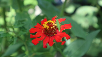 red flower with grasshopper on top