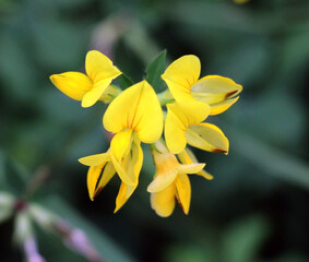 Lotus corniculatus grows among the grasses in the meadow