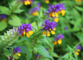 In spring, melampyrum nemorosum blooms in the forest
