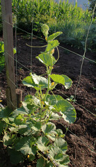 Growing cucumbers on a vertical trellis