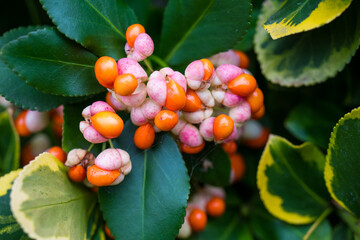 The beauty of plants from my garden.