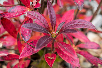 The beauty of plants from my garden.