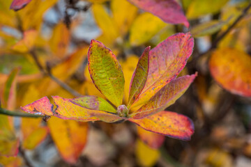 The beauty of plants from my garden.