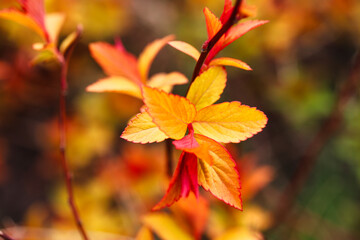 The beauty of plants from my garden.
