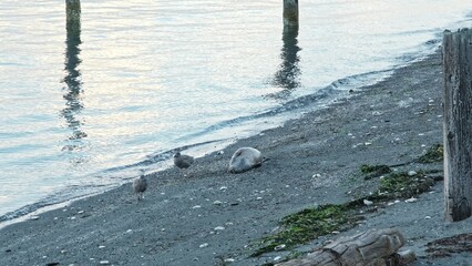 Carcass of Dead Pinniped Common Seal Washed Out onto Seashore Beach at Seattle Puget Sound Bay