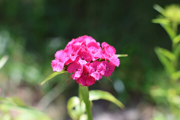 The beauty of plants from my garden.