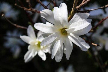 The beauty of plants from my garden.