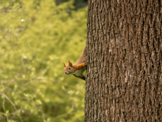 Squirrel in a tree