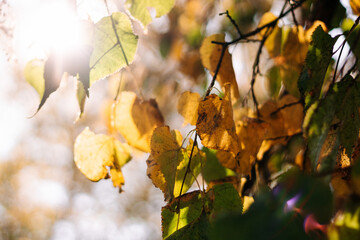 Autumn fall leaves in sunlight. Autumn fall leaves of maple trees.