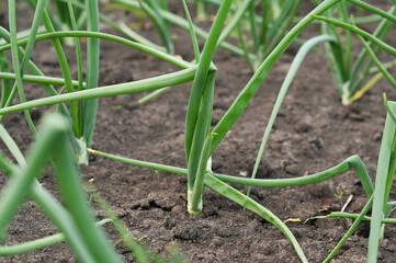 a three-storey house at the recreation center.