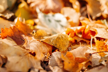 Fallen autumn leaves on the background
