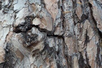 bark of tree, old pine
