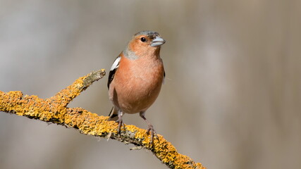 robin on a branch