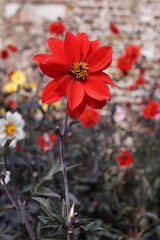 A cherry-red flower of Dahlia &lsquo;Bishop Of Llandaff&rsquo; with dark centre and dark purple leaves 