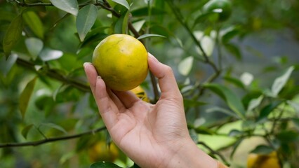 Close-up of an Asian woman's hand gently holding a ripe orange in a lush green orchard. organic beauty of nature and the simplicity of harvesting fresh produce in an eco-friendly environment.