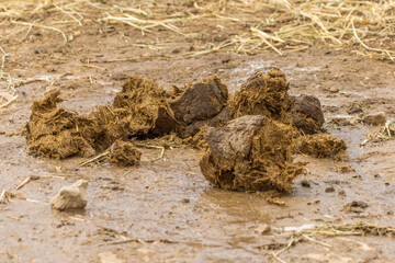 Close-Up of Elephant Feces on the Ground